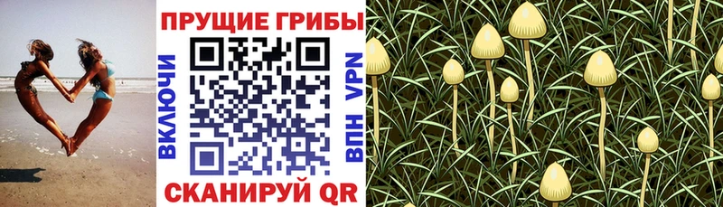 Галлюциногенные грибы GOLDEN TEACHER  ОМГ ОМГ ссылки  Новоаннинский 